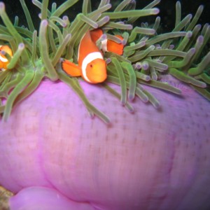 Clownie On Anemone