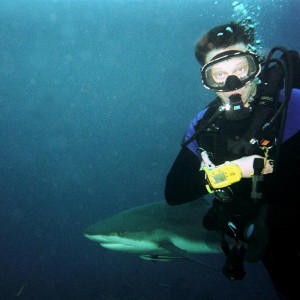 WWD & Caribbean Reef Shark