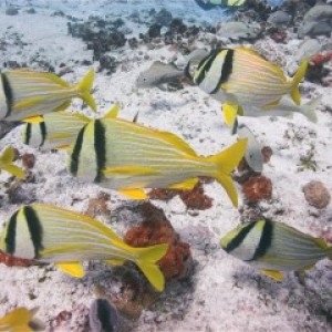 Porkfish2