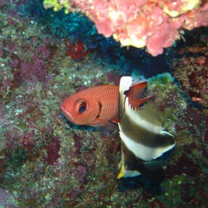 squirrelfish1