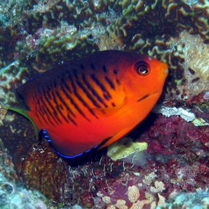 Shepherds Angelfish