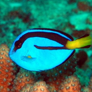 Palette Surgeonfish