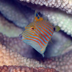 Orange Lined Trigger Juv.