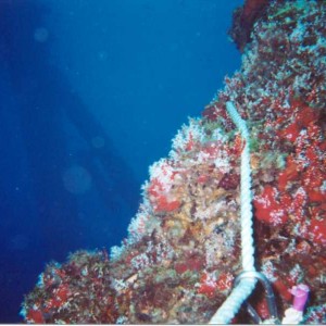 Corpus Rig Diving