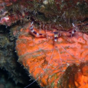 bandedcoral