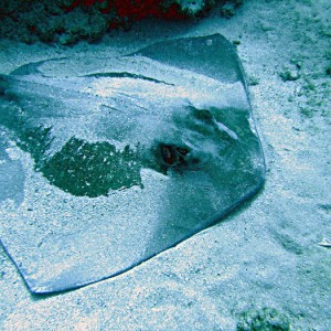 Bat Ray