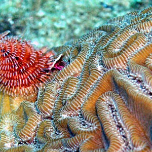 Xmas Tree Worm