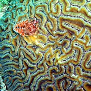 Xmas Tree Worm