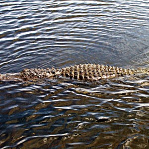 Crocodile