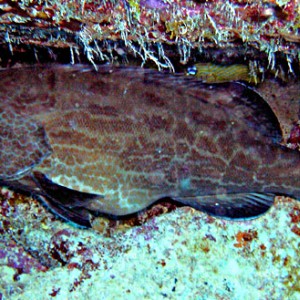 Grouper