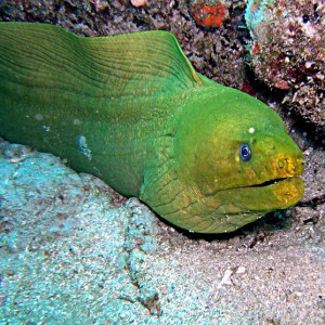 Moray Eel