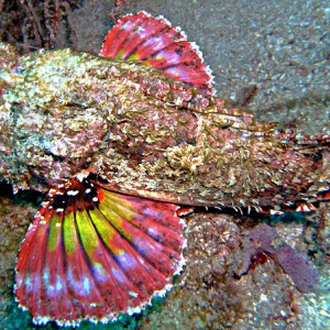 Scorpion Fish