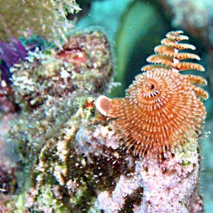 Xmas Tree Worm