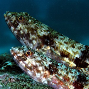 Lizardfish couple