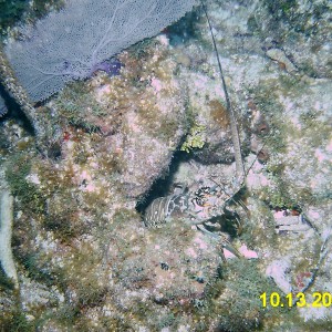 Spiny Lobster - Key West