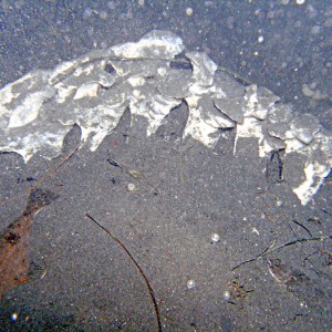 Harbor Seal Remains