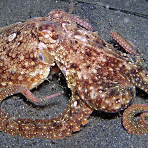 Octopus