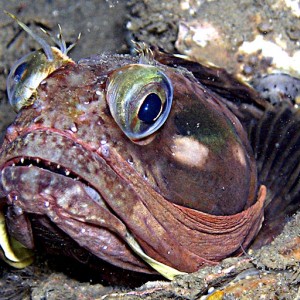 Sarcastic Fringehead