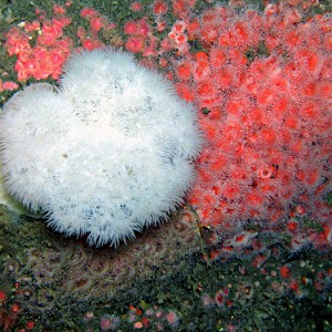 Anemones