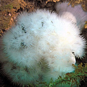 Plumose Anemones