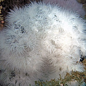 Plumose Anemones