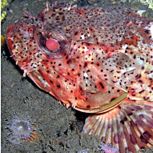 Scorpion Fish