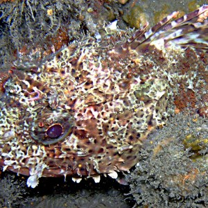 Scorpion Fish