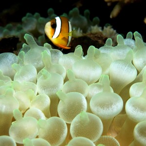 Translucent Anemone