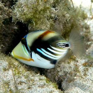 Little Triggerfish