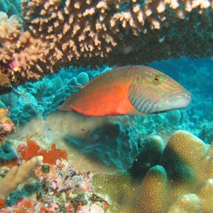 Cheeklined Maori Wrasse - Fiji