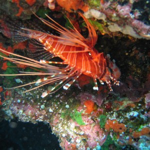 Fiji - Lionfish