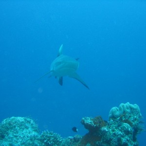 Fiji - Gray Reef Shark