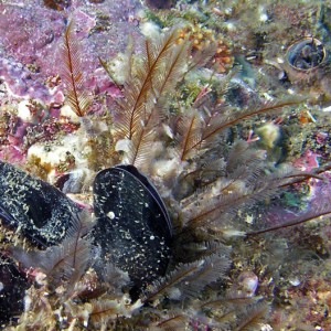 Feeding Mussels