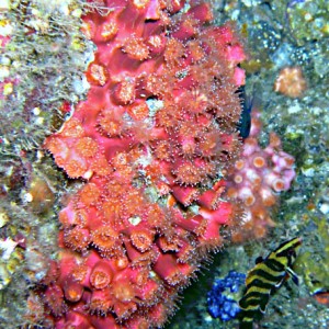 Strawberry Anemones