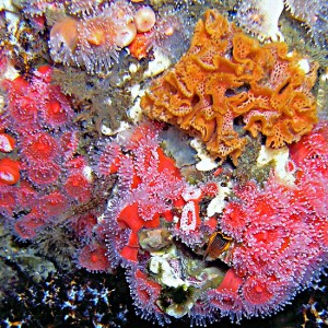 Strawberry Anemones