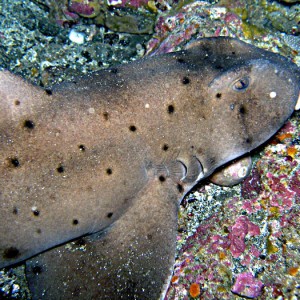 Horn Shark