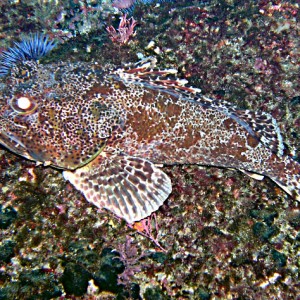 Scorpion Fish