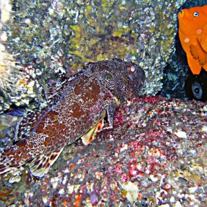 Scorpion Fish