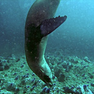 Sea Lions