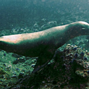 Sea Lions