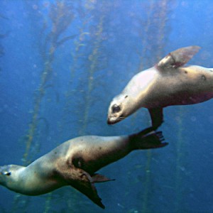 Sea Lions