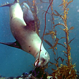 Sea Lions