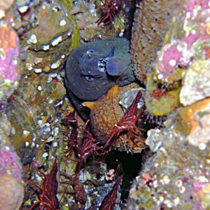 Moray Eel with Shrimp