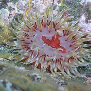 Anemone