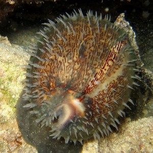 Cowrie with Mantel