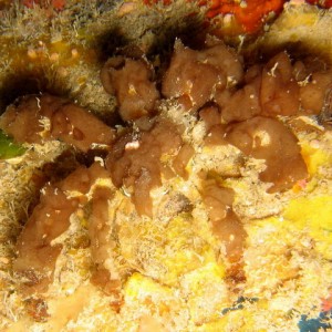 Decorator Crab