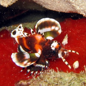 Occleated Lionfish Juv.