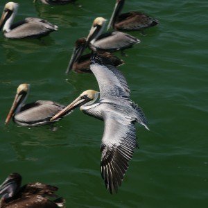 Pelican - Naples Fl Pier