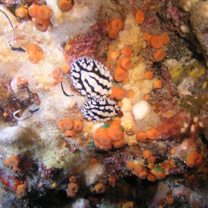 scrambled egg nudibranch