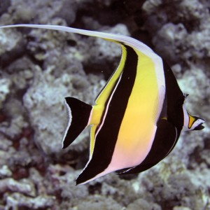 moorish idol